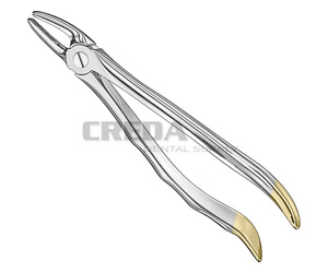 Extracting forceps, anat.