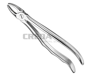 Extracting forceps, anat.