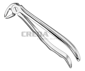 Extracting forceps, anat.