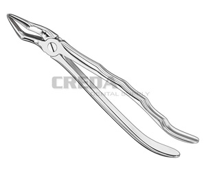 Extracting forceps, anat.