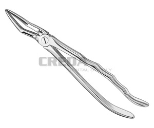 Extracting forceps, anat.