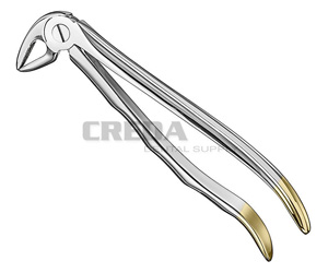 Extracting forceps, anat.